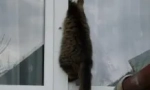 Jak pomoci kočce, která je uvízlá v plastovém okně